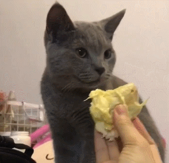 字母圈Brat经典作死语录大赏 字母圈Brat经典作死语录大赏