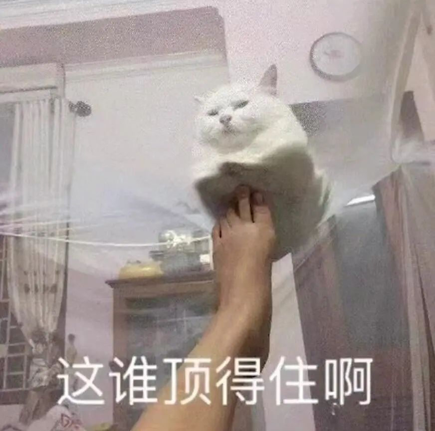 字母圈鉴定网络热门“伪Dom”生物 字母圈鉴定网络热门“伪Dom”生物