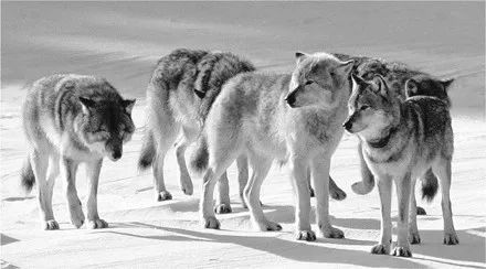 字母圈dom/sub心理从何而来? 字母圈dom/sub心理从何而来?